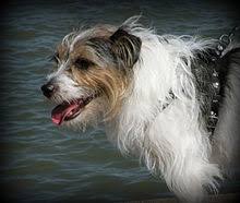 The skye terrier is a breed of dog that is a long, low, hardy terrier and one of the most endangered native dog breeds in the united kingdom. Jack Russell Terrier Wikipedia