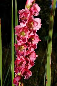 Image result for Gladiolus crassifolius