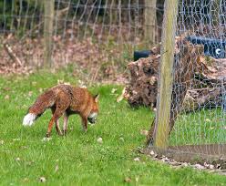 If you live in a rural area, near foothills or woodlands, you might occasionally spot a fox on your property. Tips For Keeping Foxes Out Of Your Garden