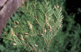 Image result for argyresthia thuiella thuja symptoms