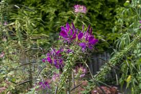 Image result for Cleome spinosa