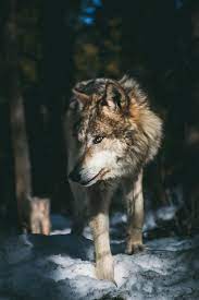 This wallpaper is ideal for men, women and children. Wolf Wallpapers Free Hd Download 500 Hq Unsplash