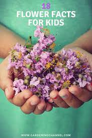 Flowering plants are important aspects of the natural world and hold key positions in the ecosystem and circle of life. Flower Facts For Kids Gardening Channel