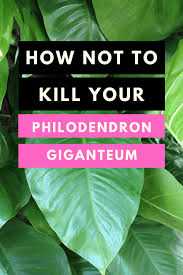 Your elephant ear plant stock images are ready. Philodendron Giganteum 1 Care Instructions