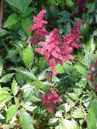 Astibe Astilbe Perennial Plants Herbaceous Perennials
