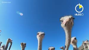 Jul 28, 2021 · categories: Atoz60 Rooster Cogburn Ostrich Ranch In Arizona 12news Com