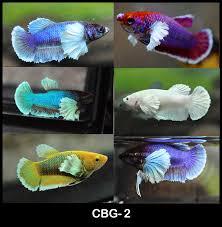 Betta Female Dumbo Female Betta Coastgemusa Com Coast Gem Usa In 2020 Betta Fish Pet Pets