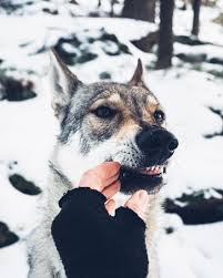 Pin De Sercan En Kurt Animales Lindos Perros Animales