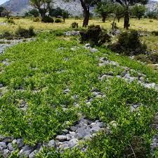 Image result for Vincetoxicum heterophyllum