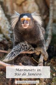 Wildlife In The Jardim Botanico In Rio De Janeiro Brazil Brazil Animals Animal Species Common Marmoset