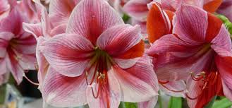 Check out our amaryllis planting guide. Time For Amaryllis Landscape Ontario