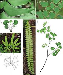 Image result for Adiantum vogelii