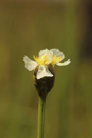 Image result for Xyris valida