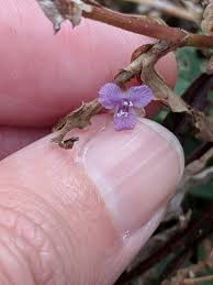 Image result for Murdannia semiteres