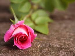Tons of awesome cute pink wallpapers to download for free. 49 Pretty Pink Wallpaper Blog On Wallpapersafari