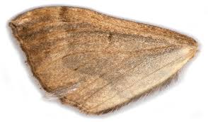 Image result for Pelurga comitata