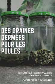Preparez Des Graines Germees Pour Vos Poules En 2020 Graines Germees Graine Friandises Saines