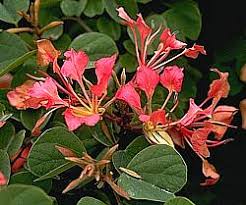 Image result for Bauhinia galpinii
