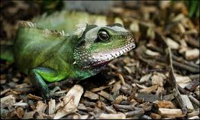 The tail is banded in brown and green and ends in a fine point. Water Dragon Chinese Dudley Zoo And Castle