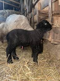 Anunturi pentru vanzari iepuri si iepuroaice de rasa, uriasi sau pitici, direct de la proprietar Ferma De Oi Suffolk Posts Facebook