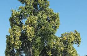 Image result for Quillaja saponaria