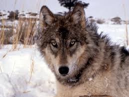 Wolves are large, predatory canids once common throughout north america, europe, africa and there are two species of wolves in north america. Montana S Wolf Population Remains Strong The Spokesman Review