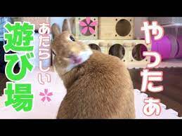部屋の一角にうさぎの遊び場作ってみた 414 うさぎ サークル うさぎ ケージ うさぎ