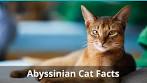 Abyssinian Kittens for Sale - Adoptapet