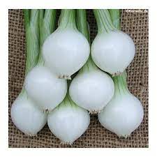 Small, early white pearl onion. Pickling Onion Barletta