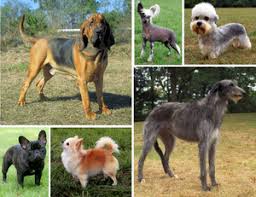 In this breeding game, film and shoot your pet in the real world. Dog Breed Wikipedia