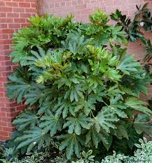 This versatile family of plants is low maintenance and aesthetically pleasing. Pin By Jamie Whitehead On Shade Garden Plants Fatsia Japonica Shade Plants Plants For Shady Areas