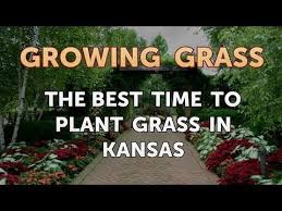 It is well worth extended trial in kansas, for it is a hardy and vigorous plant yielding large quantities of forage. The Best Time To Plant Grass In Kansas Youtube