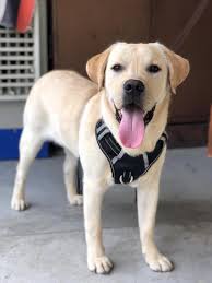 Now Rio Is Become Golden Lebra Rio Lebradoor Dogs Facebook Find over 100+ of the best free dog training images. golden lebra rio lebradoor dogs