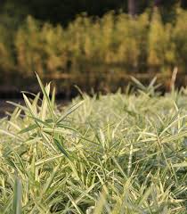 Image result for Pleioblastus fortunei