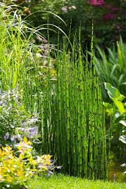 Horsetail Plant Schachtelhalm Schachtelhalm Schilf Garten Landschaftsbau
