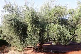 L Olivier Un Arbre De Legende La Terre Est Un Jardin