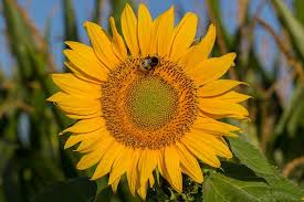 Sonnenblumen blühen normalerweise im juni oder mai. Kostenloses Bild Auf Pixabay Sonnenblume Blute Sommer Gelb Bluten Sonnenblumen Blumen