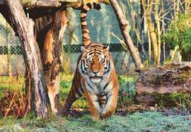 Papel de parede, painel fotográfico, palha natural, cortina sob medida, persiana, moldura de isopor e mais. Tigre 4k Ultra Papel De Parede Hd Plano De Fundo 4336x3000