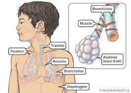 La bronchiolite è ancora la causa. Bronchiolite