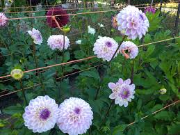 Dahlias make great cut flowers, but i've often been disappointed in their short life in a bouquets. Pin By Lynda Quinn On 2019 Dahlias In 2020 Dahlia Plants Last Dance