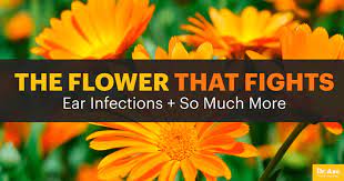 In the cultivation of chili plants, the problem that many farmers now experience is the bemisia. Marigolds Health Benefits And How To Use Dr Axe