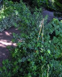 Image result for Pouzolzia parasitica