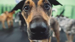 Check spelling or type a new query. 4 Paws Activity Center Home Facebook