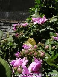 Image result for Pereskia