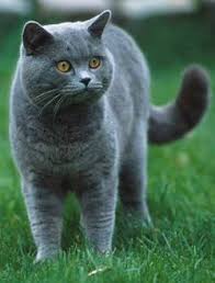 British Shorthair Cats Hledat Googlem British Blue Cat Cat Breeds British Shorthair