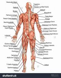 You may also find triceps, lateral head brachialis, biceps brachii, latissimus dorsi, deltoid, acromion anatomynote.com found chest muscle anatomy from plenty of anatomical pictures on the internet. Pin On Learn Anatomy Human