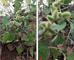 Image result for Xanthium