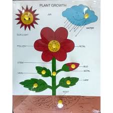 Plant Growth Chart Wholesale Trader From Rajkot