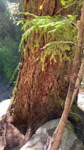 Mid July adventure.. memorizing 💕💕 #waterfall #pnw #nature #outdoors  #hiking #travel