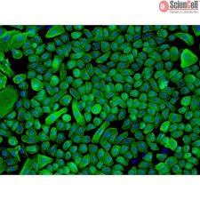 Greenearth (intl) holdings sdn bhd. Sciencell Human Primary Epithelial Cells Team Medical Scientific Sdn Bhd